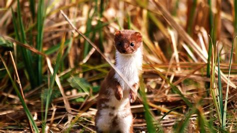 Stoat or Weasel Identification - Woodland Trust