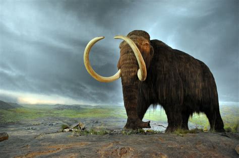 A Record Amount of Mammoth Bones Was Unearthed in Siberia - Atlas Obscura