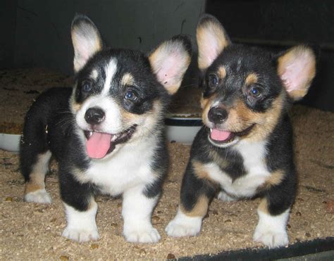 Cute Corgi Puppies Images - Pictures Of Animals 2016