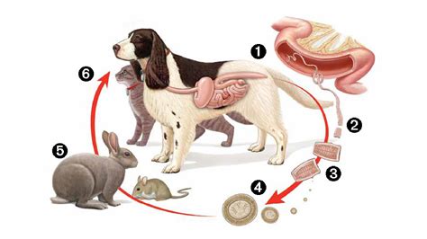 Life Cycle Of Tapeworms In Cats