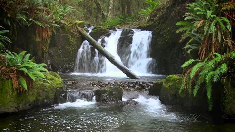 The Forest Waterfall HD - The Calming Sound of Water | Doovi