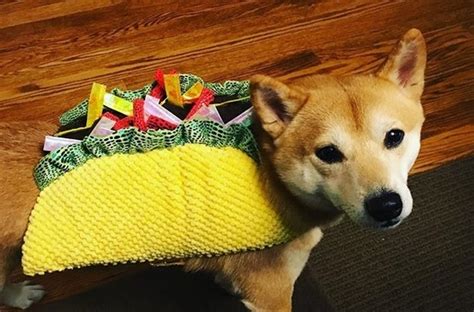 14 Funny Shiba Inu Costumes to Win at Halloween - PetPress