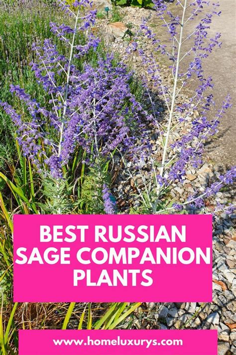 Enhance Your Garden with Perfect Russian Sage Companion Plants