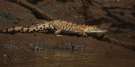 Tamarindo Wildlife Refuge, Costa Rica