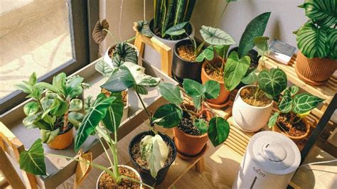 Plant Nursery in Singapore: 6 Benefits Of Keeping Indoor Plants