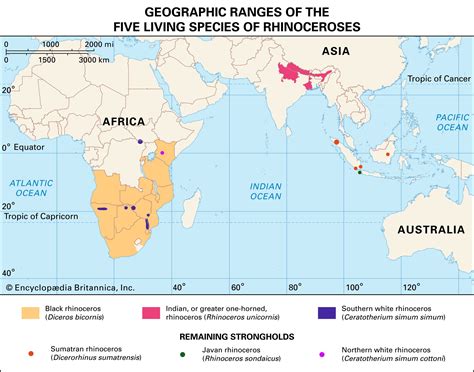 Javan Rhinoceros Population Graph