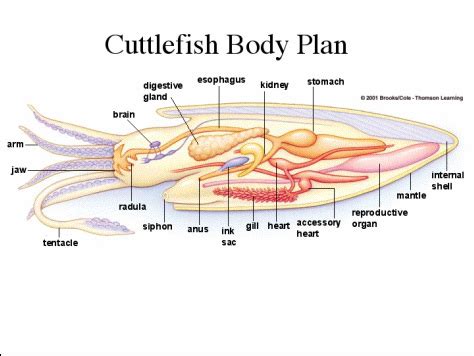 Digestion - Cuttlefish Source