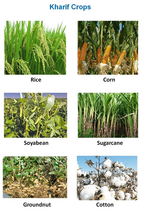 Crops फसलें |Types of Crops | What are Crops | Crops season | About ...