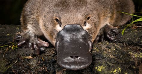 Taking the Pulse of the ‘Near Threatened’ Platypus Is a Tricky Task ...