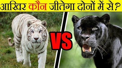 White Tiger vs Black Panther - कौन जीतेगा इस महायुद्ध में? | Black ...