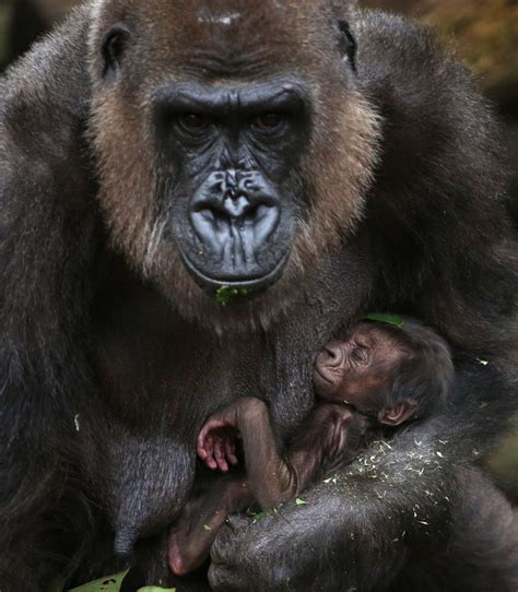 Newborn Baby Gorilla Enjoys A Nap While Its Mother Keeps Watch