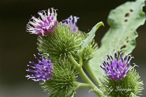 "What's Blooming Now" : Canada Cockleburr (Xanthium strumarium var ...