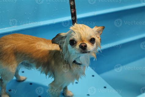 Funny chihuahua dog with wet fur standing in a bathroom after bathing ...