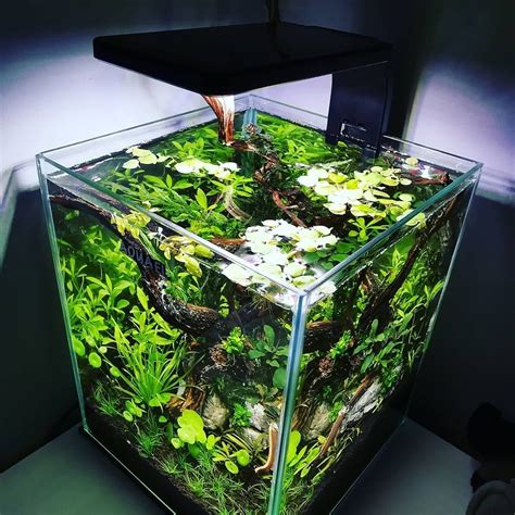 Aquarium lighting- the importance of day and night cycle