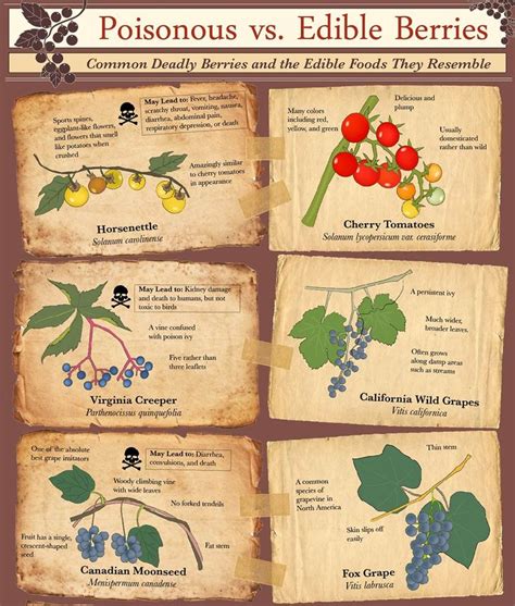 Infographic: Poisonous vs. Edible Berries | RECOIL OFFGRID | Edible ...