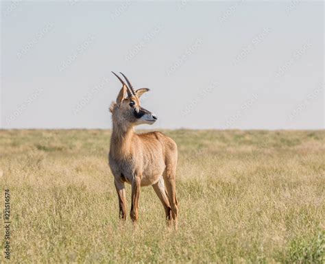 Roan Antelope Stock Photo | Adobe Stock