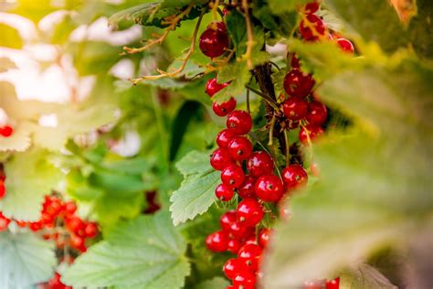 Red-Flowering Currant - Reformed Journal