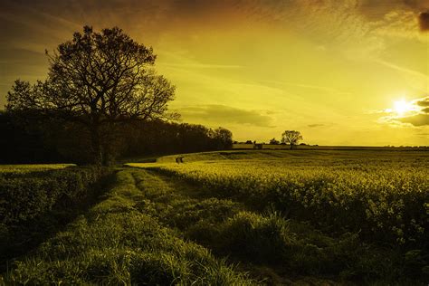 Canola Field At Sunset Photograph by Amanda Elwell - Pixels