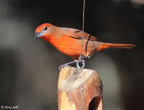 Hepatic Tanager - Species Information and Photos