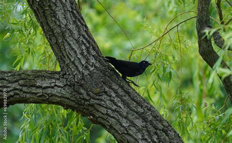 common grackle (Quiscalus quiscula) is a species of large icterid bird ...