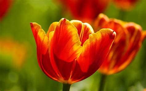 Beautiful Tulips Wallpapers | HD Wallpapers | ID #9821