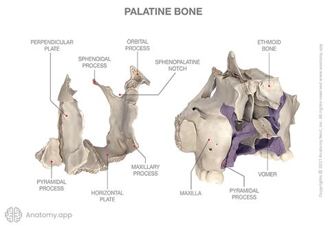 Palatine bone | Encyclopedia | Anatomy.app | Learn anatomy | 3D models ...