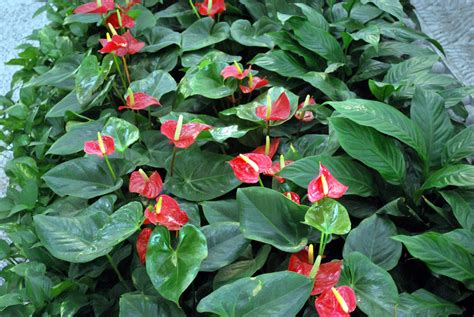 Anthurium Plant Free Stock Photo - Public Domain Pictures