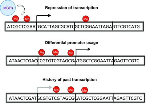 DNA methylation and gene expression. Notes: The canonical view of DNA ...