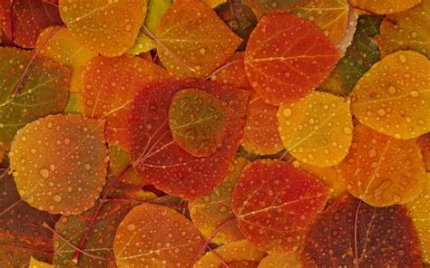 Free Desktop Wallpaper Autumn Leaves - WallpaperSafari