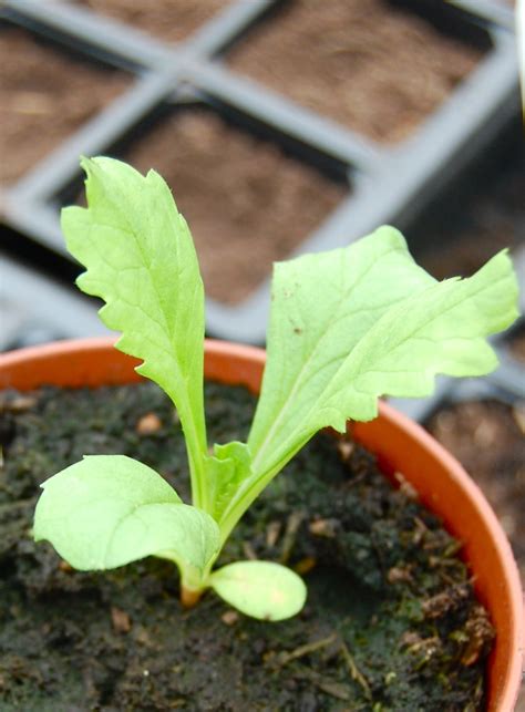 Scabiosa seedling – Higgledy Garden