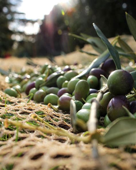 Olive Harvesting Method - Olive Oil Corfu