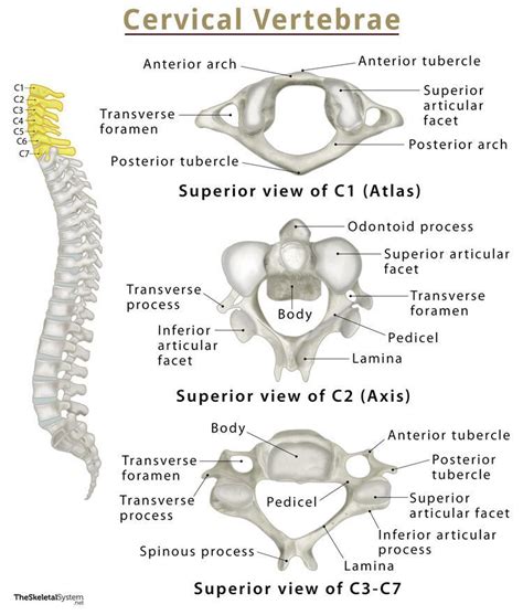 Thoracic Vertebra Labeled