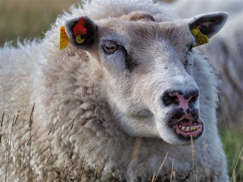 Closeup Shot of a Chewing Adult Sheep Making Funny Faces in a Field ...