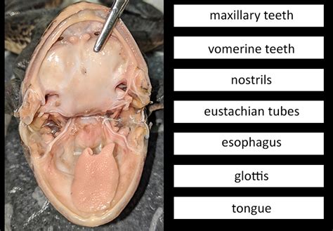 Frog Mouth Anatomy Diagram