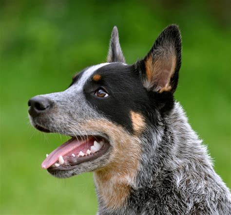 Australian Cattle Dog Breed » Information, Pictures, & More