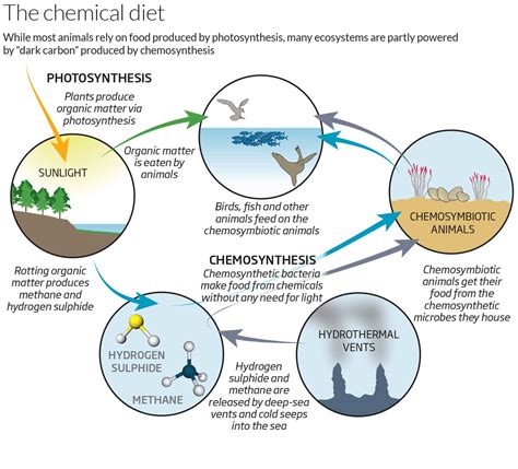 Chemosynthesis Diagram For Kids