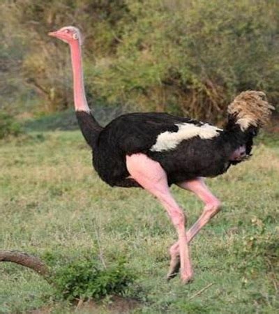 African Ostrich Facts | Best Wildlife Facts | Travel Facts