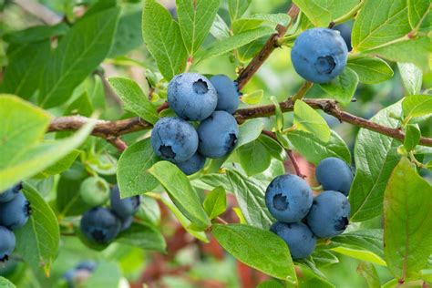 Deciding Which Blueberry Cultivars to Plant - Alabama Cooperative ...