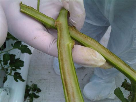 Bacterial Canker Showing Up in Tomatoes this Summer | Ohio Veggie ...