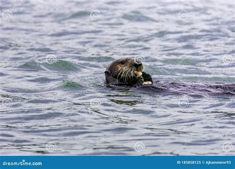 Adorable Pacific Sea Otter Swimming, Diving, Eating Clams and Mollusks ...