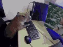 Capybara Eating Bamboo Capybara Madness GIF – Capybara Eating Bamboo ...