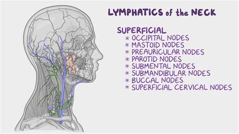 Medicinal Mancha testimonio lymph node anatomy Cambiable monitor Lima