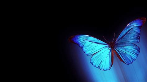 Butterfly Desktop Wallpapers on WallpaperDog