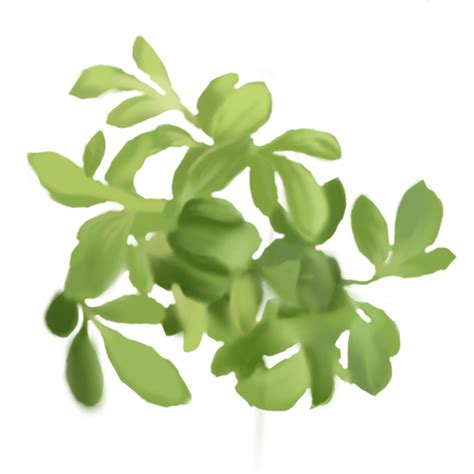 Lepidium Sativum Sprout Extract - Niance