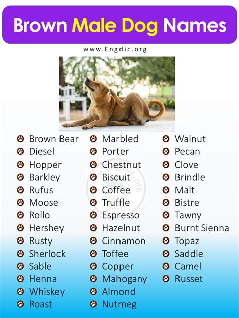 400+ Unique Brown Dog Names, (Male, Female, Pups) - EngDic