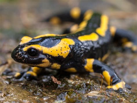 File:Fire Salamander.jpg - Wikimedia Commons