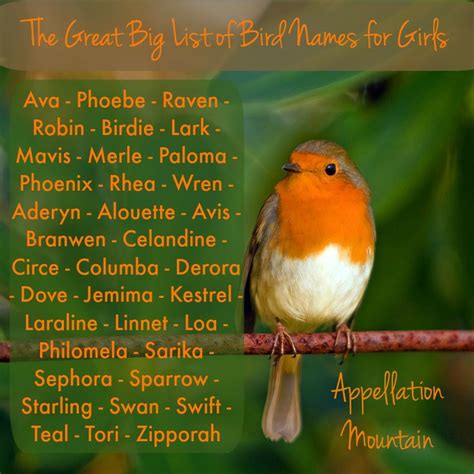 The Great Big List of Bird Names for Girls - Appellation Mountain ...