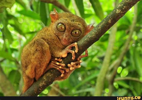 Tarsier memes. Best Collection of funny Tarsier pictures on iFunny