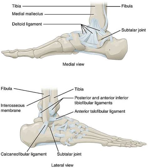 The Ankle Joint - Articulations - Movements - TeachMeAnatomy