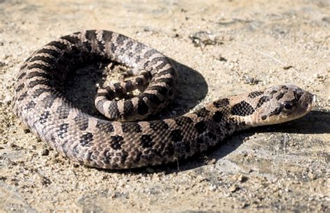 Heterodon platirhinos – Eastern Hog-nosed Snake | Vermont Reptile and ...